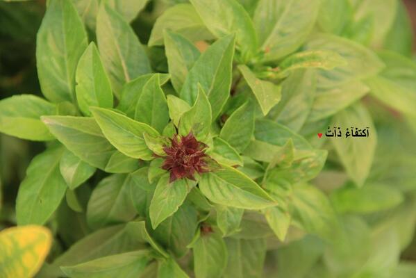 ststgg's tweet photo. @cameraty ‏ @SweeterPic  @Retpics @Sense_Light @Picture_Rt @maljaberi_88 @Rt_Photographer @momenama @Photo_Ask http://t.co/DpILZFRoka