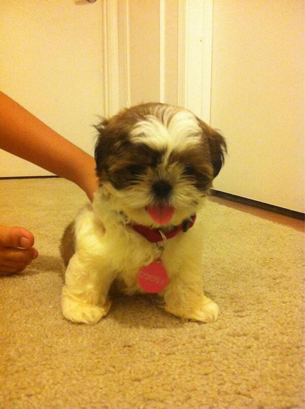 christo7056's tweet photo. My shih tzu http://t.co/wr1BoF9FlN