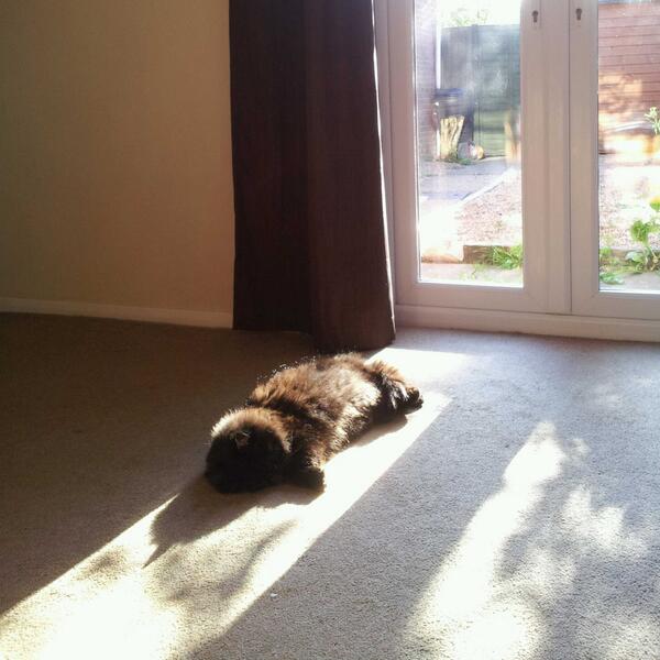 Hector_TheCat's tweet photo. Love it when I fall asleep in the sunshine. Zzzzzzz http://t.co/z4974UOZoj