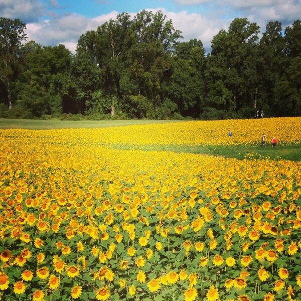 capstanperf's tweet photo. Capstan #WeekendEdition: Sunflowers in Jarrettsville, Maryland http://t.co/BFyagphWBv