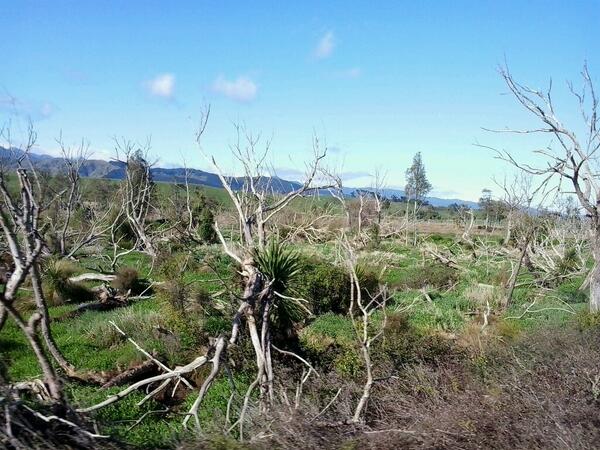 WildBayNZ's tweet image. Some dead trees along rail track caused by waterlogging. #northernexplorer. Just outside palmy nth