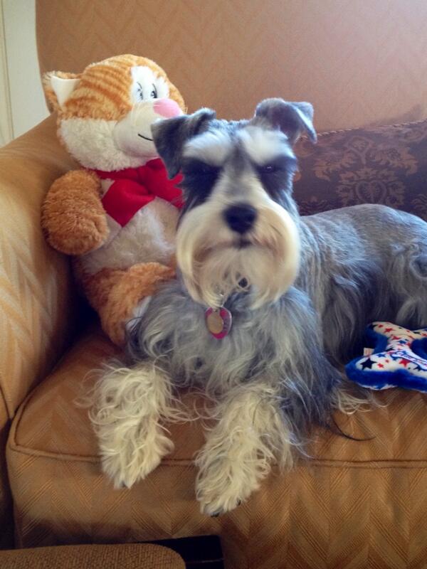 NOLADawnie's tweet image. Yea...I'm a doggie that luvs my kitty Cat...So? #ThingsMyDogWouldSay