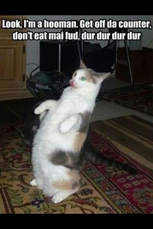 ɥdɹōɯ-ʍōpɐɥS (@shad0w_m0rph) on Twitter photo 