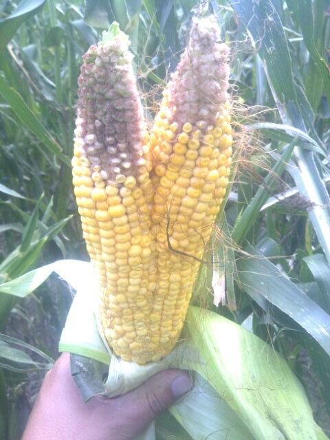 Dewy_AgTraits's tweet photo. Corn's equivalent of the 2 headed dog, a first in my agronomy career #westcdnag  #corn #harvest13 http://t.co/3dteAGAld1