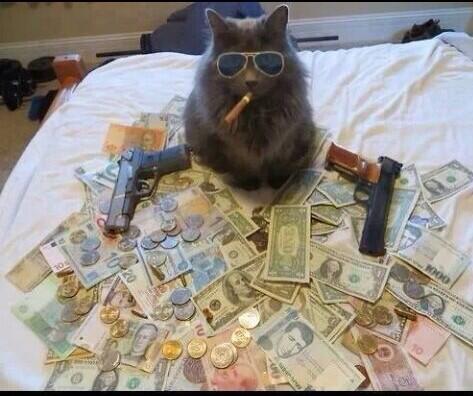 #Caturday O.G. Cat is O.G. as fuck.