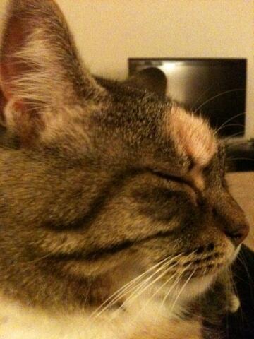 SMcDiarmid's tweet image. One of my new flat mates #contentedcat