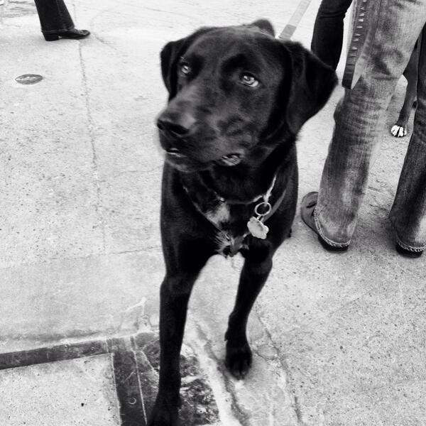 DogsofDC tweet media