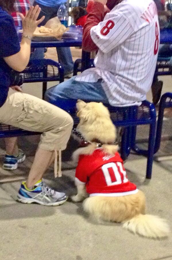 DogsofDC tweet media
