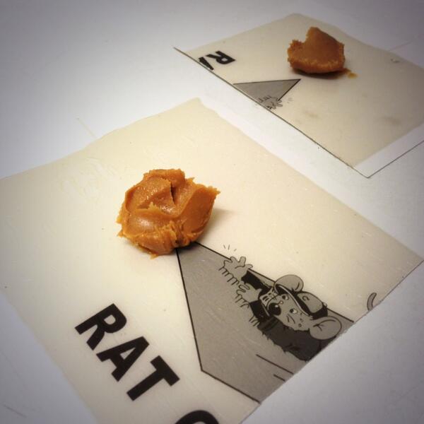 Lamchops87's tweet image. Apparently they like peanut butter, peanut butter this biaatchhhh! #reinforcement #THISISSPARTAAAAA