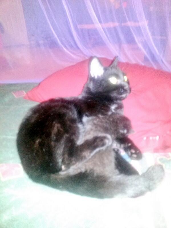 PrestonBakerman's tweet photo. Snuggle time with Buddah Belly♡.♡ http://t.co/pFOghZgxsI