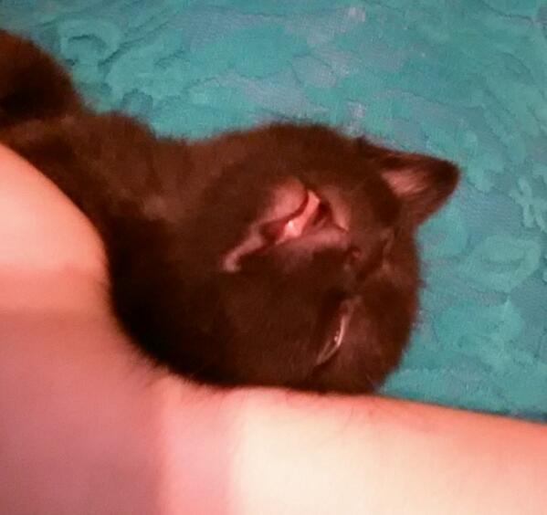 PrestonBakerman's tweet photo. #Deepsleep #Sleepy Big Boy being snuggly! Best cuddle buddy ever! http://t.co/XlgNZTV9Aw