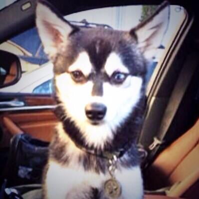 amber80264484's tweet photo. @FoxIsComing4U nice ride http://t.co/g8CuTESKJ8
