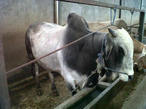 Peternakan Dan Penyedia Sapi Qurban. Minat lihat Bio, PIN 2A519710