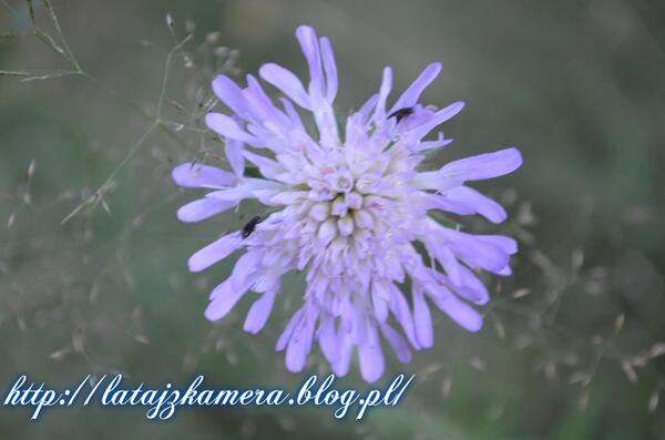 FlywithCamera's tweet image. 