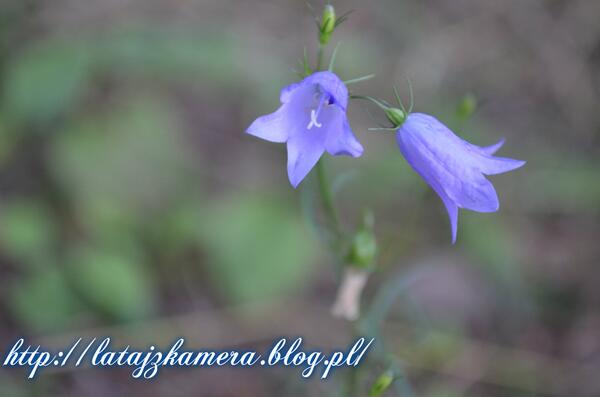 FlywithCamera's tweet image. 