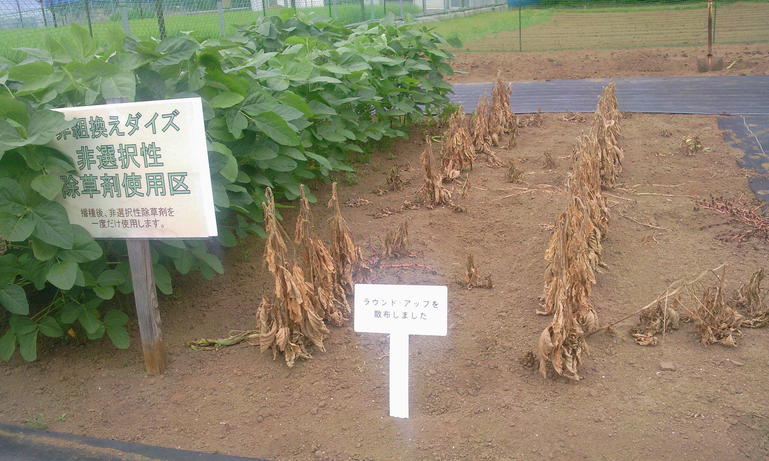 彩子 恐ろしい Shiraigp これがモンサントの除草剤 ラウンドアップ の効果 一般大豆なら根まで枯れる この猛毒な除草剤にも枯れないのが 毎日 食べてる遺伝http T Co Ld4fsrtnat Twitter