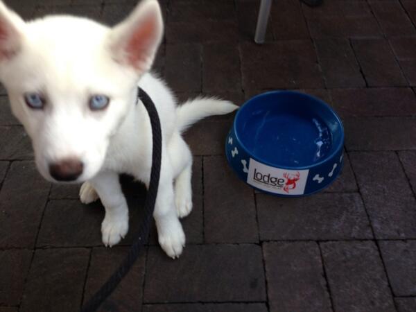 LightningHusky's tweet image. Thank you to the Lodge in South Tampa for your hospitality