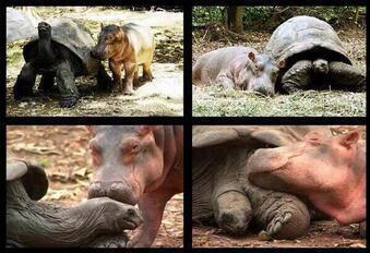 _Paisajes_'s tweet photo. Este bebé hipopótamo se separó de su familia al nacer y una tortuga de 103 años se convirtió en su mejor amigo. http://t.co/WAsh0QTwYD