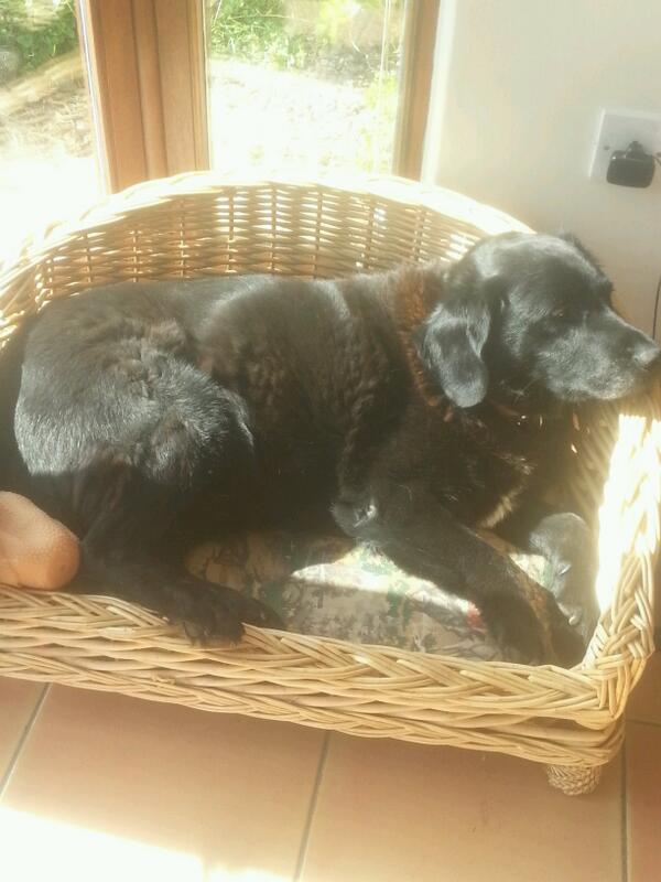 MariaORourke2's tweet image. Brendan enjoying the sunshine x