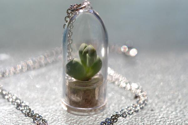 WearItMiniPlant's tweet photo. Two hearts better than one. How many hearts can you make this plant grow? http://t.co/JA8DTrajG5