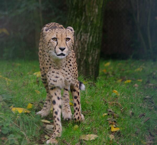 3/n Cologne is not bad if you flew in there, to fly out to TZ. After all, I took this photograph of a cheetah actually in Cologne (Köln). Stick with me, and you'll see the best ever things, unexpectedly.