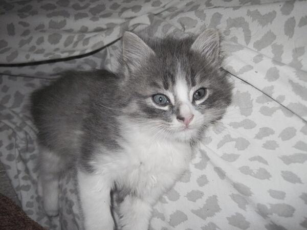 Mundo_Felino's tweet photo. Esta belleza se llama Grizzly, es un machito de 1 mes y 2 semanas. En adopción en Caracas RT http://t.co/X4htQdeK2R