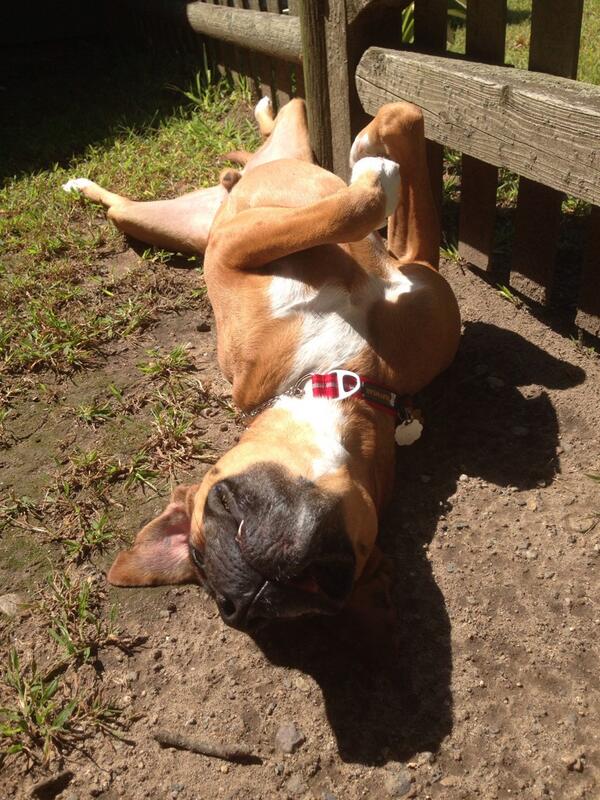 JamestheDoggie's tweet photo. See? :0P #sunnypatch http://t.co/ku26FSOfYr