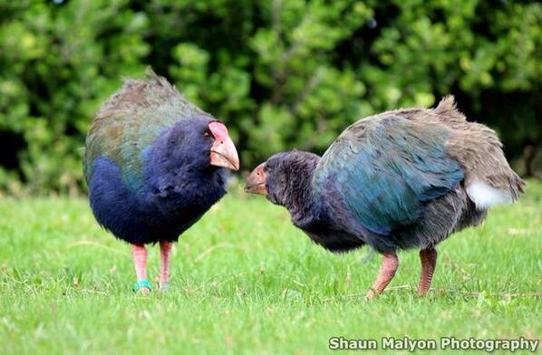 RarestAnimals tweet picture