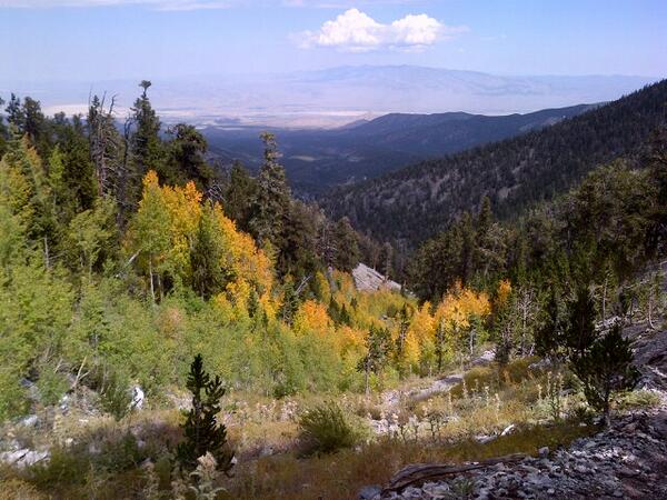 SpringMountains's tweet image. A hike to Mummy Springs will be rewarded with a small pot o' golden aspen
