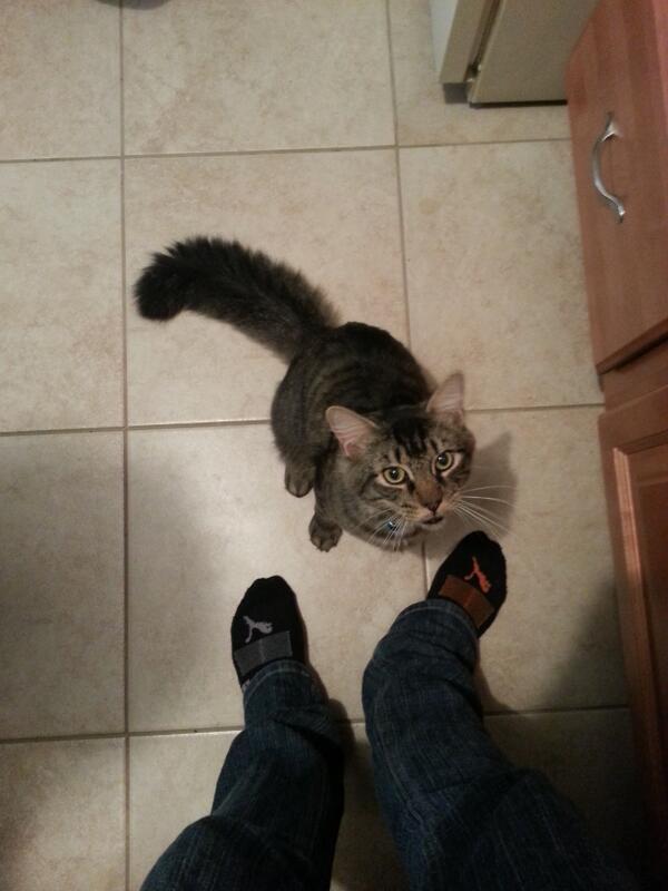 SerasDracul's tweet image. PIP AND I GOT A KITTY! #WeekTrial #Adoption #MeetPadre #NameChange?