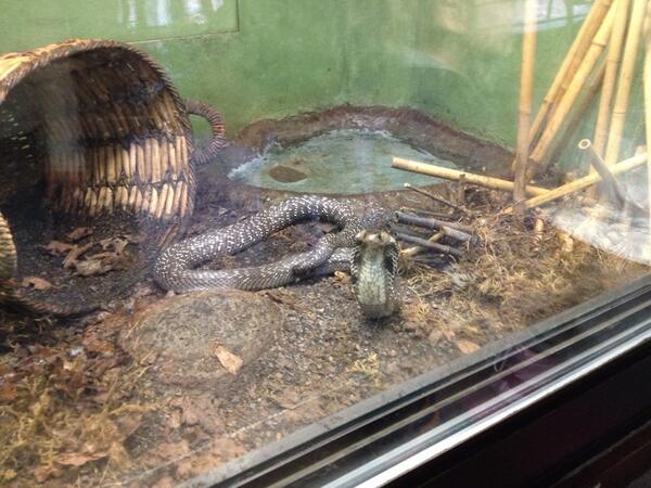garling23's tweet photo. Pissed off Cobra! #cobra #angrysnake #torontozoo http://t.co/aTaNmvGfq2