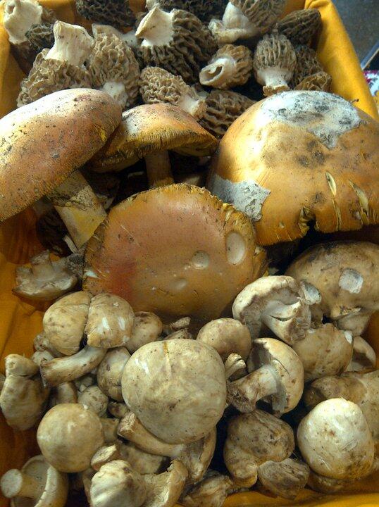 ClandestinoRest's tweet photo. Productes de la terra i ben frescos. Quin plat faries amb aquests #bolets acabats de collir? http://t.co/WdUgyi6cYS http://t.co/eFWHfDsyFp