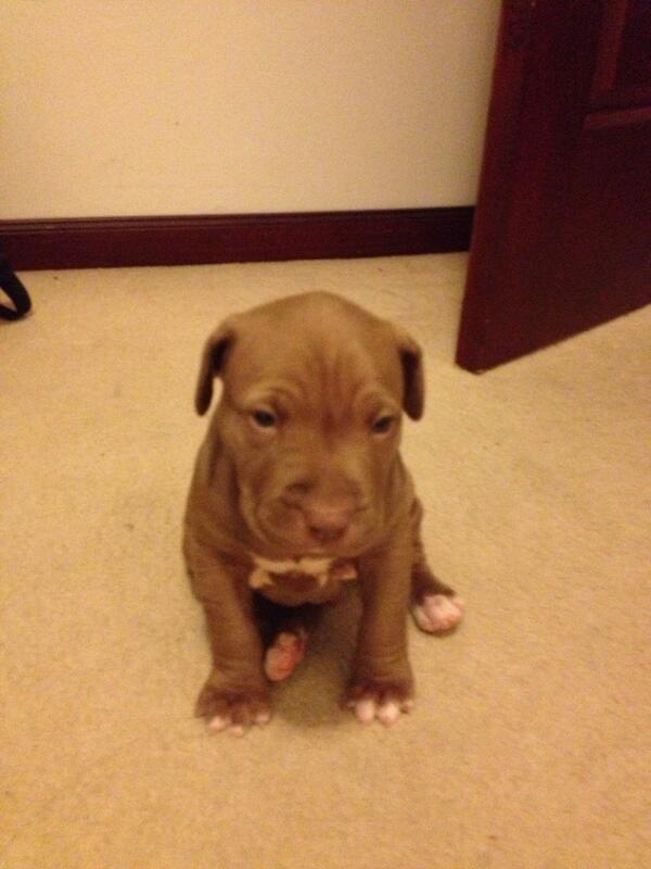 MissMaroB's tweet photo. I miss this little guy... #pitbull #puppy http://t.co/svazvxVMgR