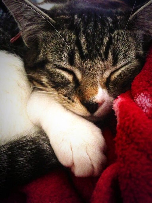 Pussy cuddles! N'aw, my Bebo is so purrrrrrdy. 🐈 http://t.co/JmwdtFnoYe<a href="/tag/toastytoes"class="tags"><span>#toastytoes</span></a>