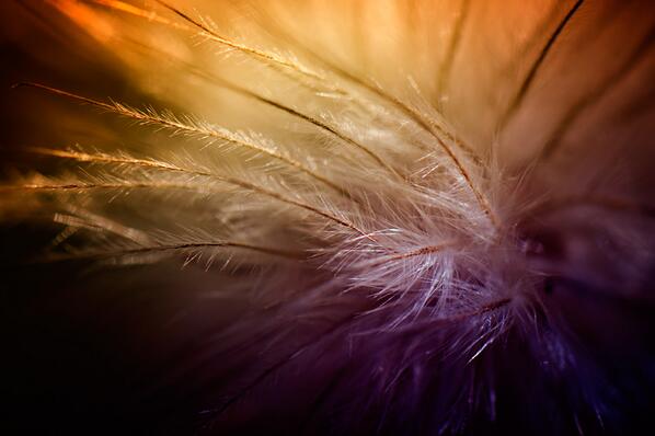fotospirit's tweet photo. streicheleinheiten.
luftig und leicht, zart und fein... für's auge und die seele... 
freue mich über RETWEETS u. FAVS http://t.co/WfM1oZwCir