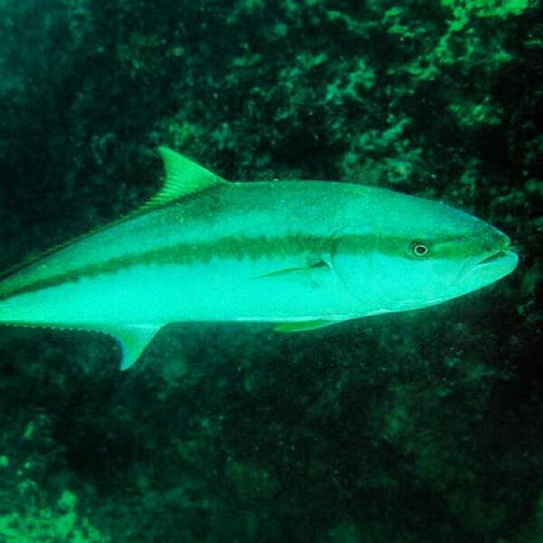 Shifty05's tweet photo. I've got yellowtail on my mind http://t.co/eoiHpa2s8C
