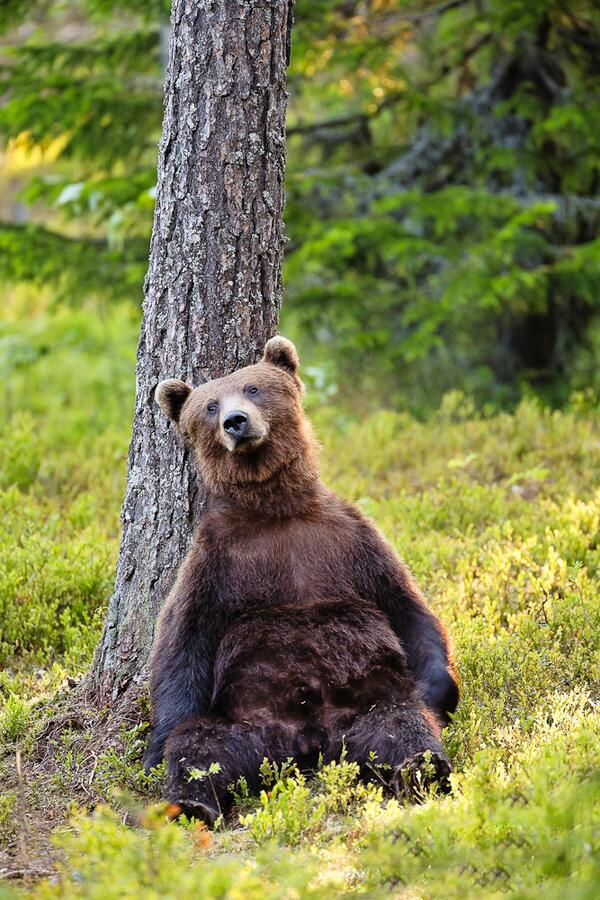 45Karpuz's tweet photo. ayı http://t.co/51Sk2zxbAJ