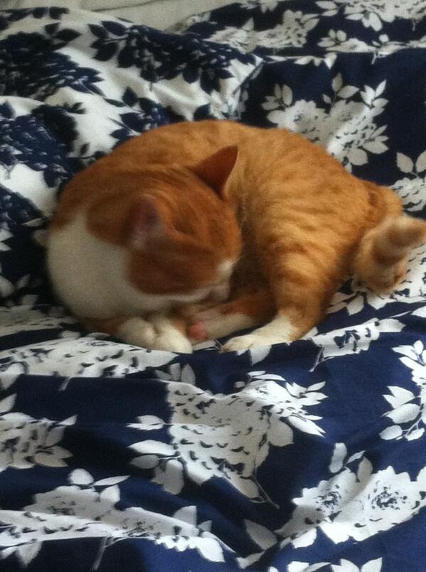 VerySkiledGamer's tweet image. Random cat on me bed wtf