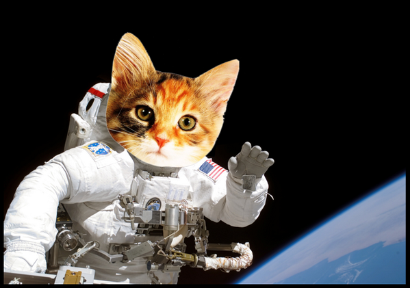 Joey Marburger on Twitter dylanmatt Astronaut cat says Joey Marburger on Twitter dylanmatt Astronaut cat says