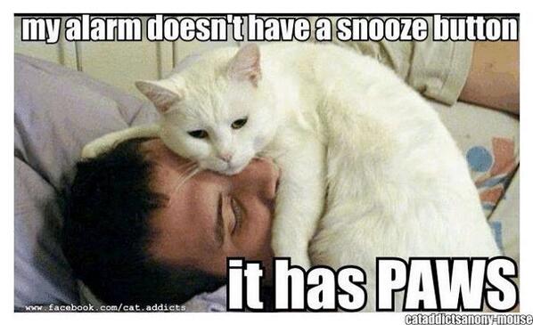 FatCats13's tweet photo. Wish my kitty did this! http://t.co/pGF4DMxfbX