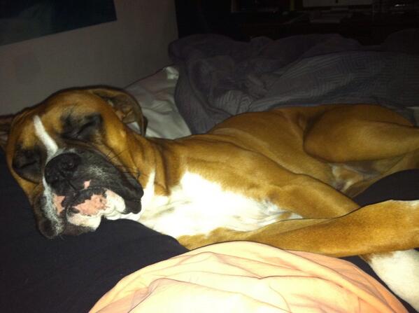 Tjones19's tweet photo. Morning snuggles with Champ the lap dog 💤⛅ http://t.co/OMkK1WfXjw