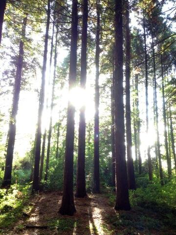 jaybold's tweet photo. Thks @WildWiseDevon #callofthewild for a deep, amazing journey this w/e, also to the Redwood's we call home. http://t.co/Bh8pgCe4fl