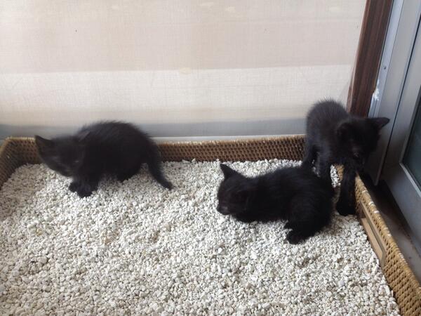 burcintuncer's tweet photo. @burcintuncer: Athos, Porthos, Aramis. 6 haftalik kara kediler. İzmir'de yuva ariyoruz. Var mi talip olan? http://t.co/u8sTPHyKFD