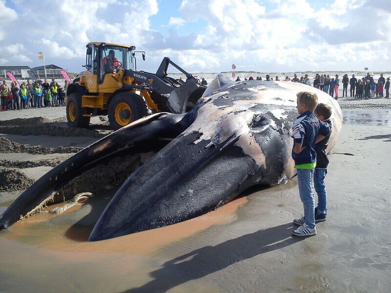 Grote walvis aangespoeld op het strand