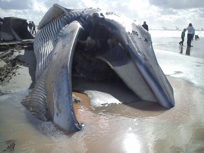 Grote walvis aangespoeld op het strand