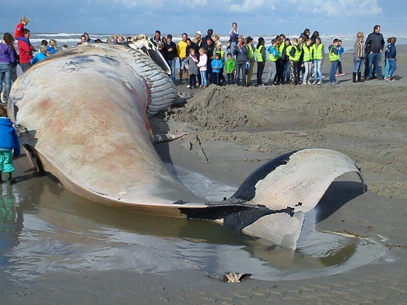 Grote walvis aangespoeld op het strand