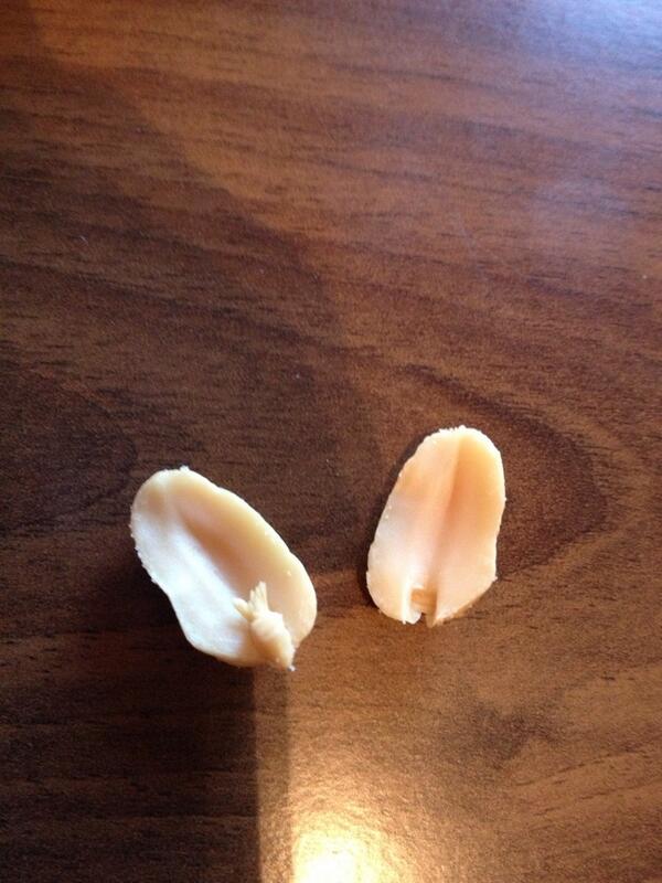Lydia Davenport on X Useful piece of information today in every peanut there s a bunny rabbit http t PC2tMTP093 X