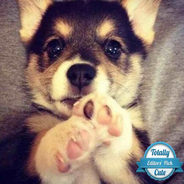 TotallyCuteApp's tweet photo. Max doesn't need to beg, he's too cute already! #aww #cute #puppy #contest #photo #photocontest #win #dog #dailypick http://t.co/nYfTJidnAi