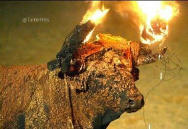 belgesti17's tweet photo. "@TuiterHits: http://t.co/EBrZudxUZ7 qina pena més gran, torturar els animals d'aquesta forma es inecessari i de l'edat mitja "