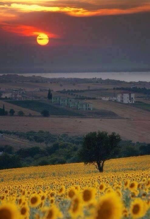 NaturPictures's tweet photo. Girasoles en la Toscana, Italia http://t.co/7Qpbp7mjqs